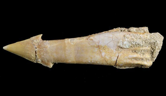 Cretaceous Sawfish (Onchosaurus) Rostral Barb/Tooth - #51914